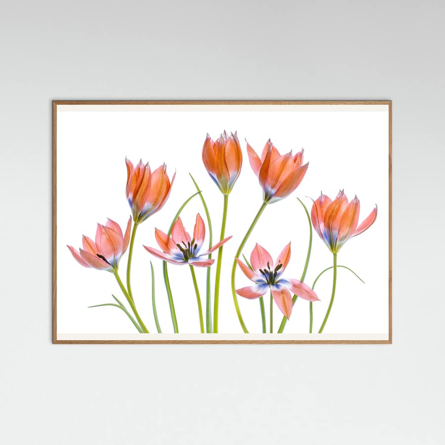 Apricot Tulips Poster