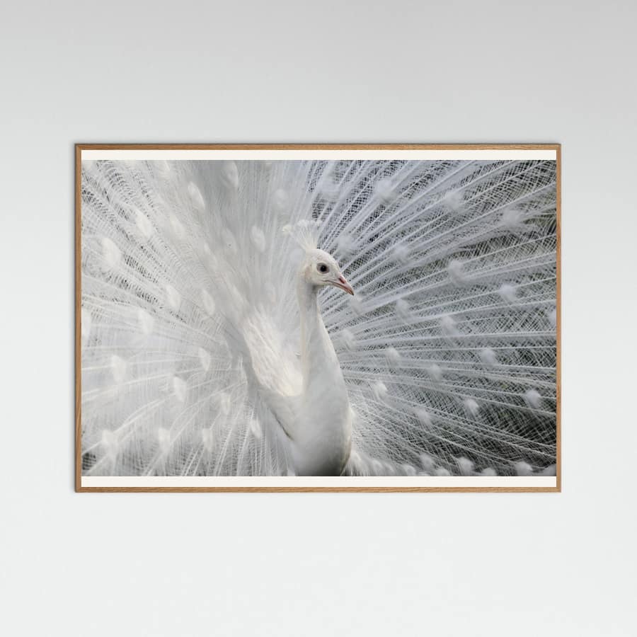 As white as snow Poster – Poster und Kunstdruck