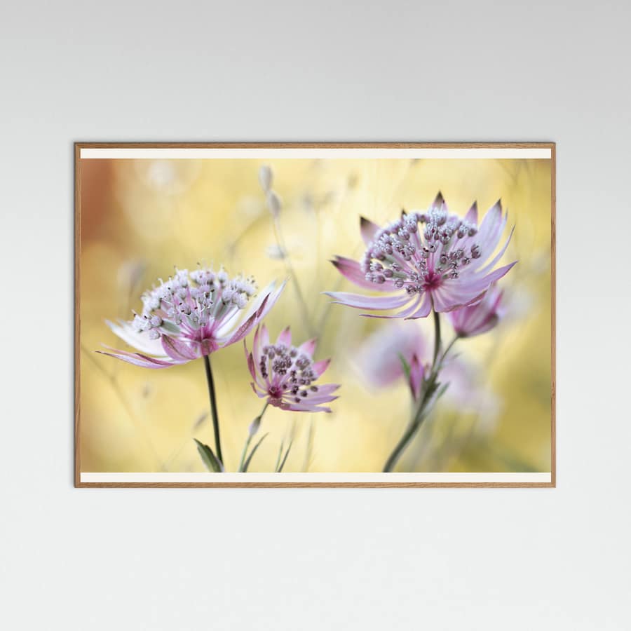 Poster Astrantia Major – poster e stampa artistica