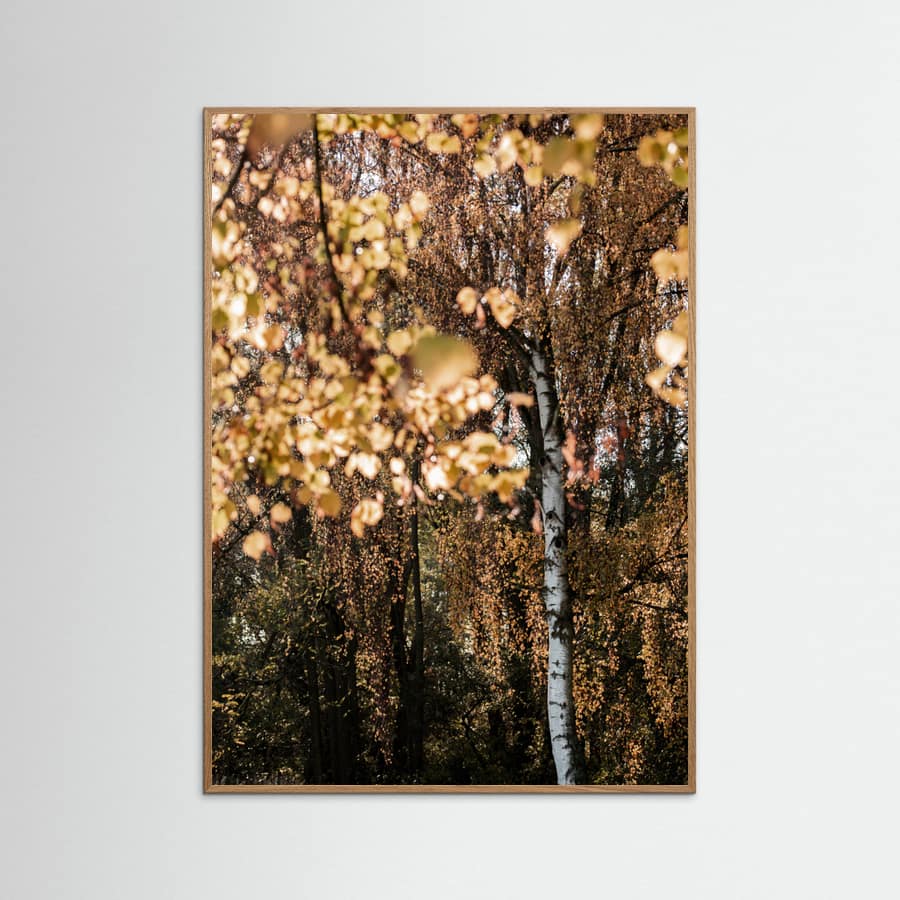Autumn Birch Tree Poster