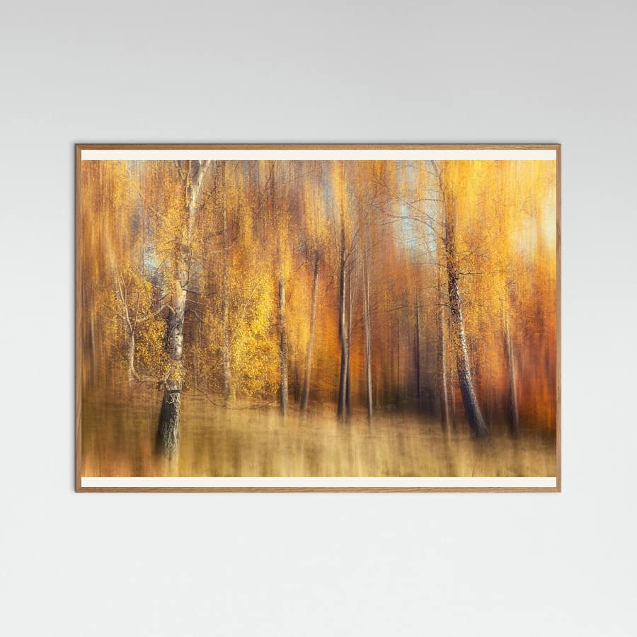 Plakat Autumn Birches