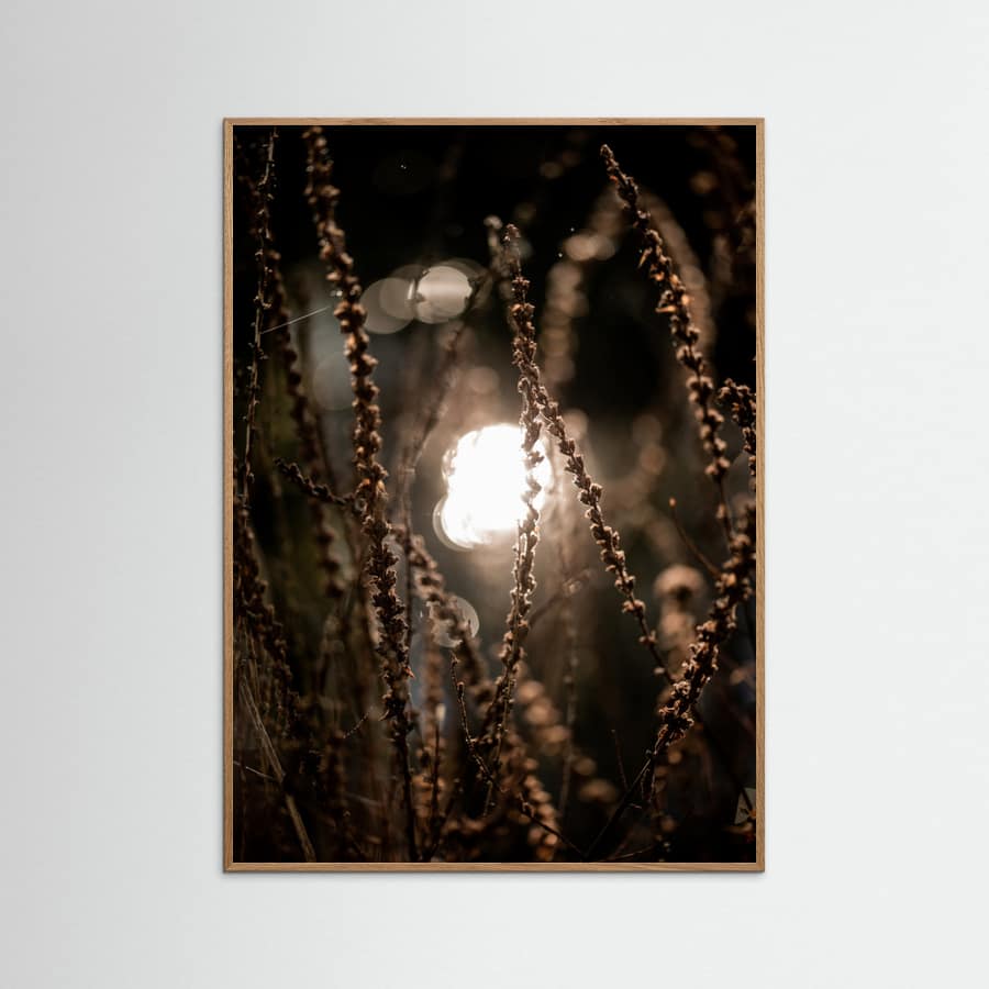 Autumn Lights 2 Poster – plakat og kunsttryk