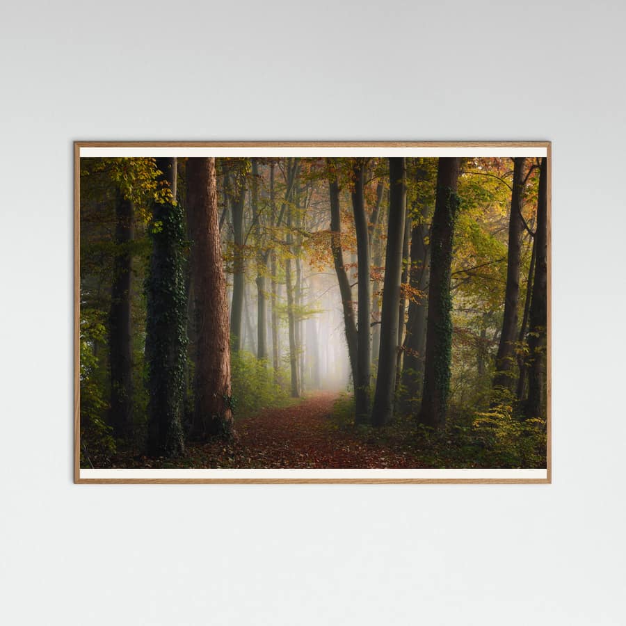 Autumn colorful forest Poster – poster en kunstdruk