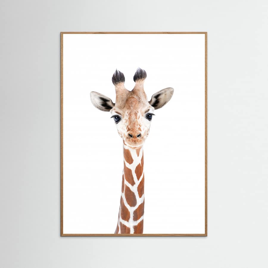 Baby Giraffe Poster – plakat og kunsttryk