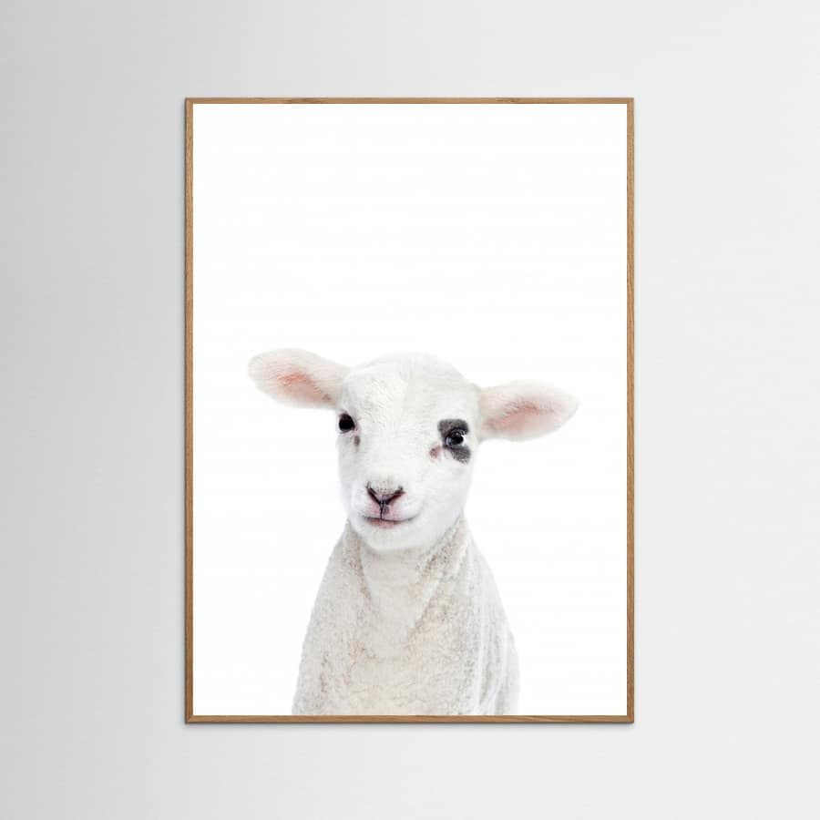 Baby Lamb Poster – poster and art print
