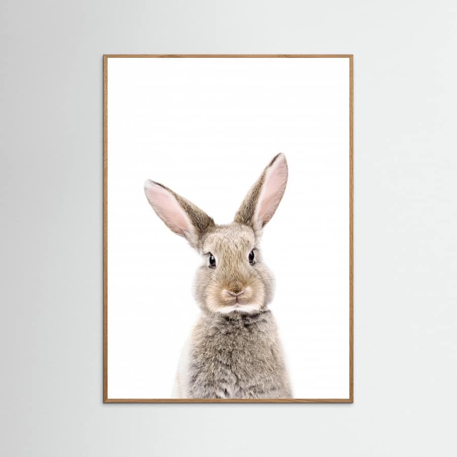 Plakat Baby Rabbit