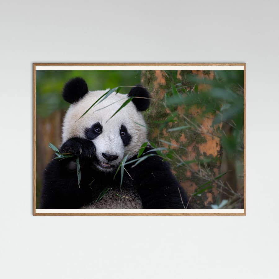 Bamboo Time -juliste – juliste ja taidepainatus