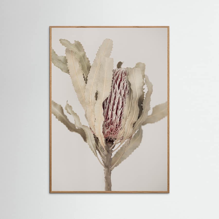 Plakat Banksia