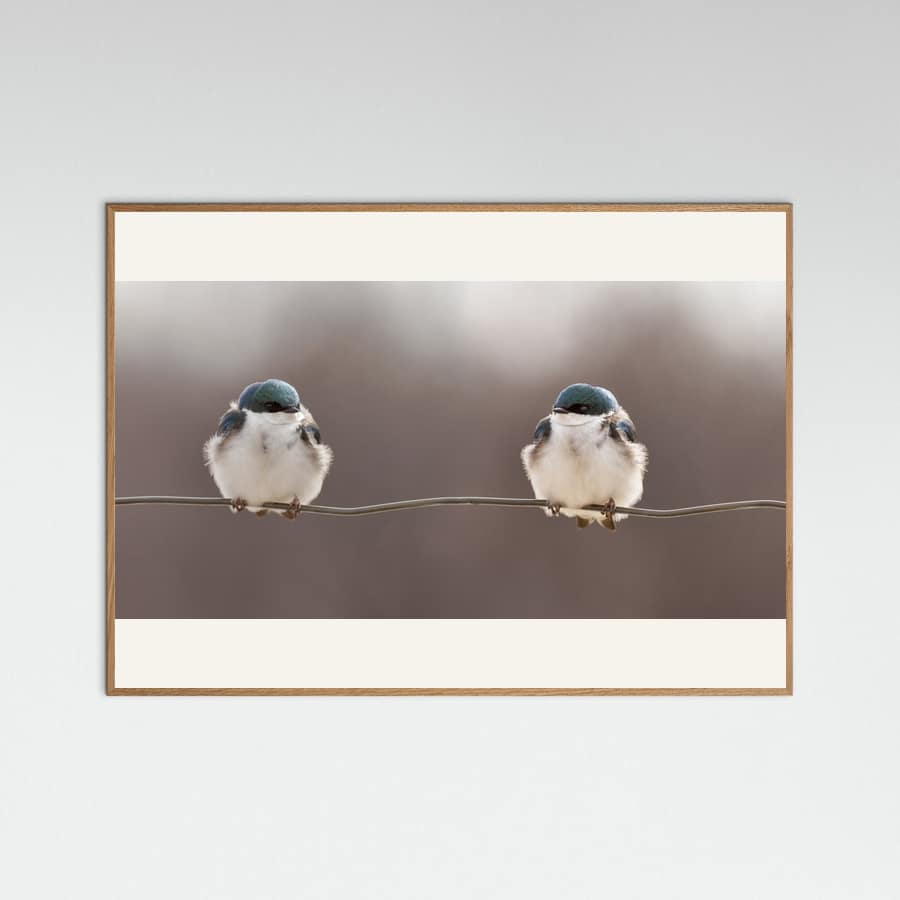 Birds on a wire Poster – Poster und Kunstdruck