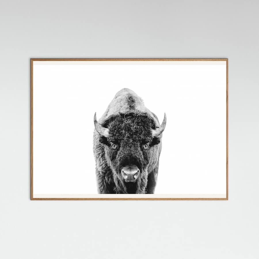 Poster Bison Bw