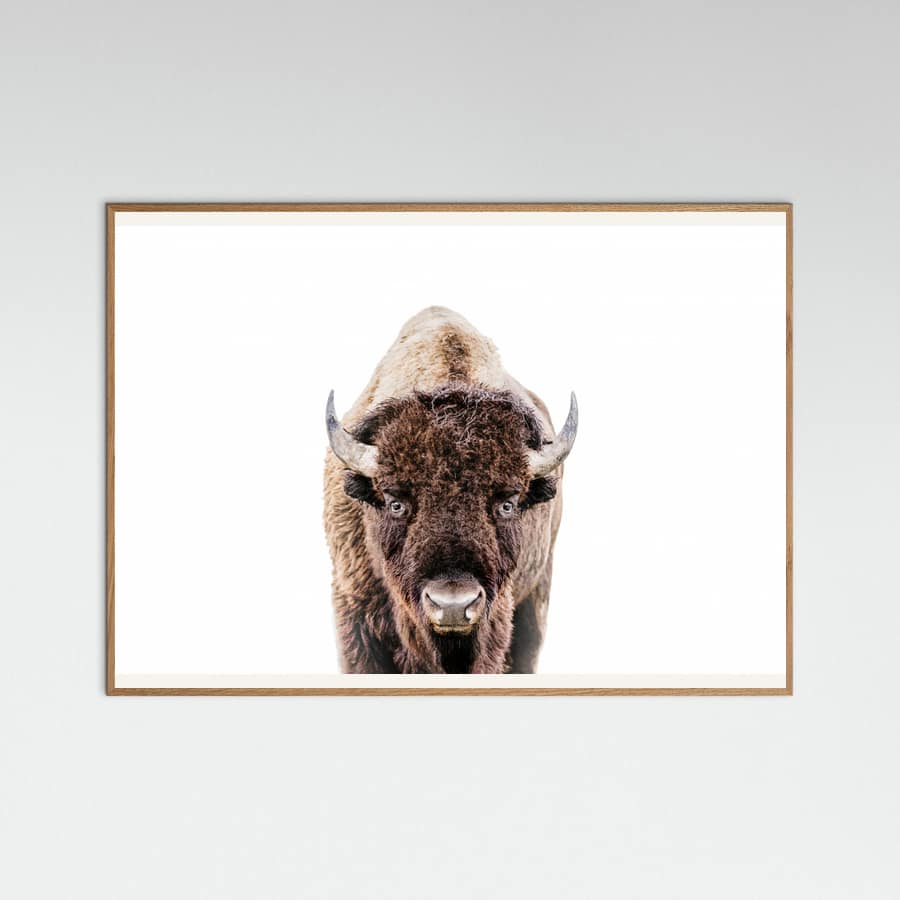 Bison Poster