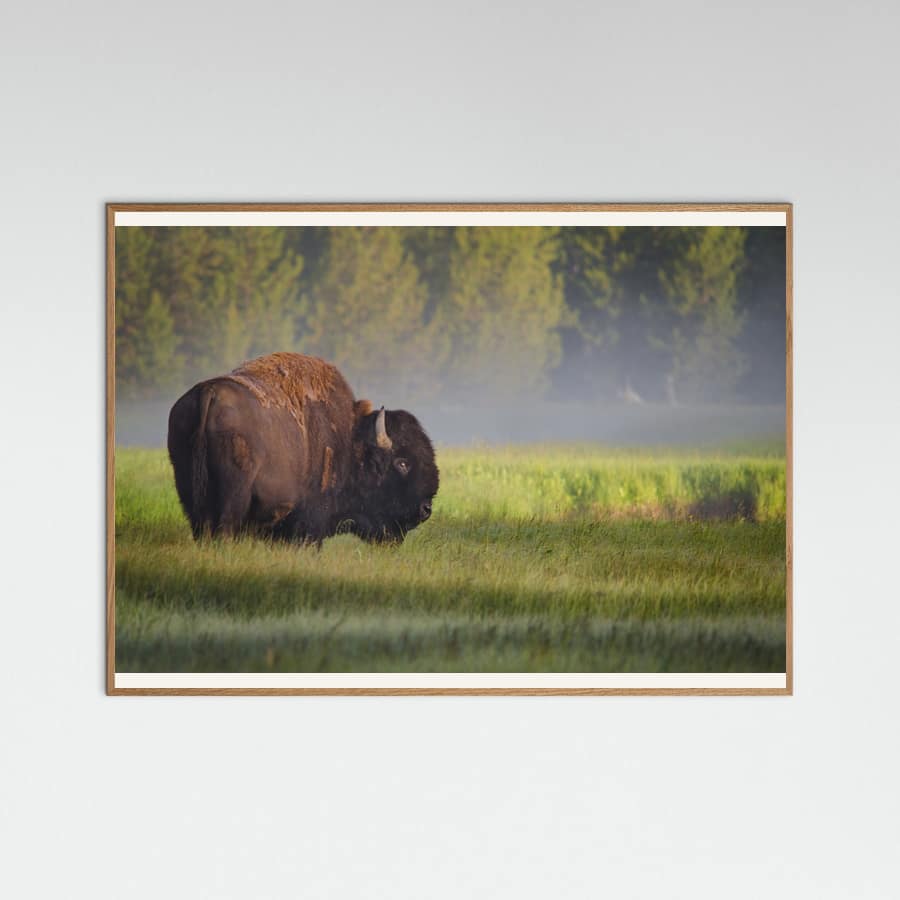 Plakat Bison in Morning Light