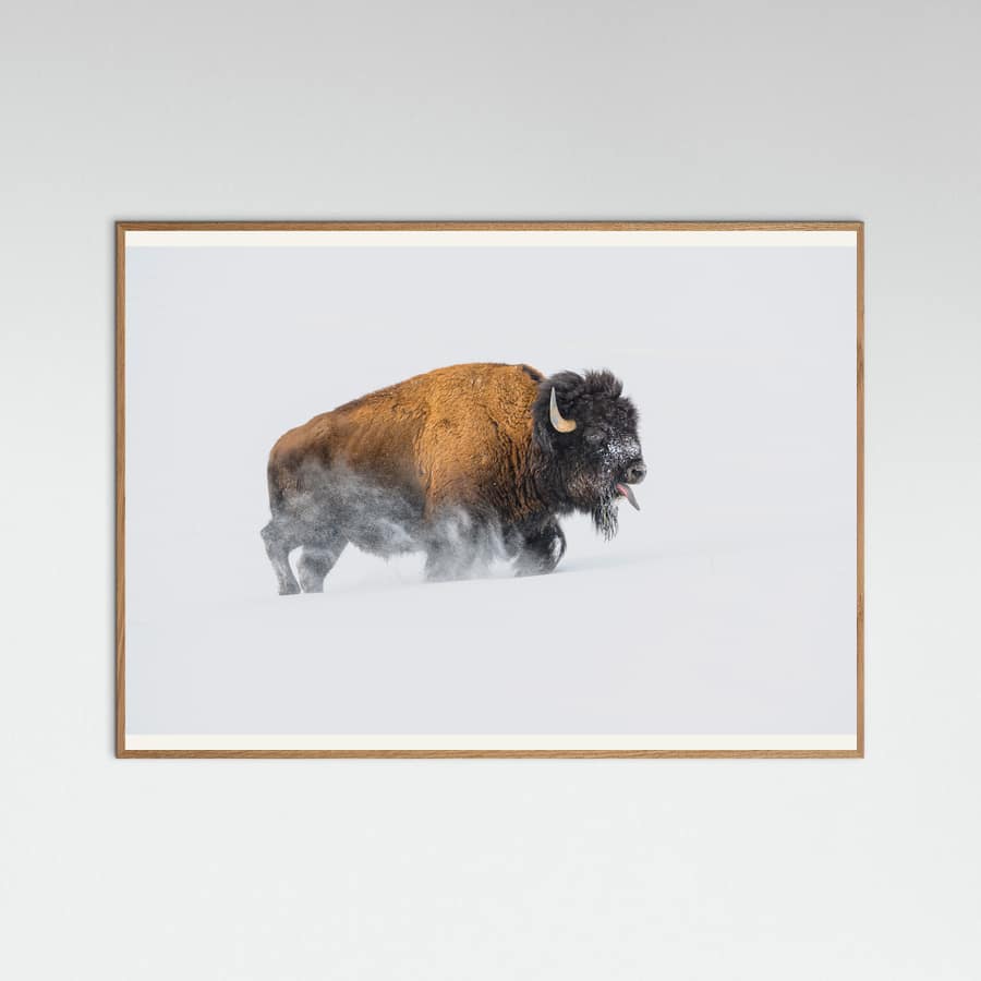 Bison in the Snow -juliste – juliste ja taidepainatus