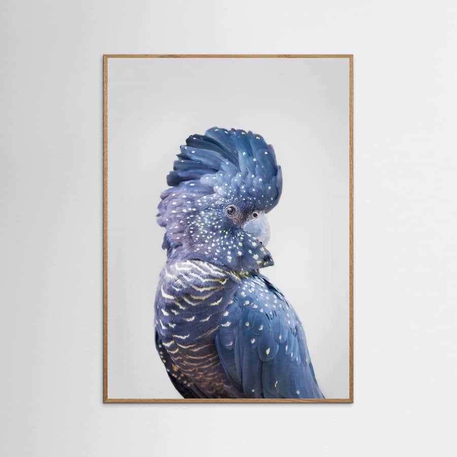 Black Cockatoo Poster – poster and art print