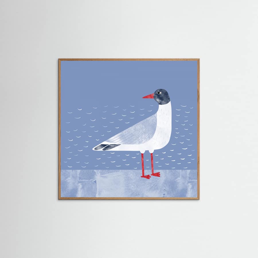 Black Headed Gull Poster