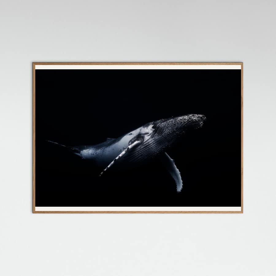 Black & Whale Poster