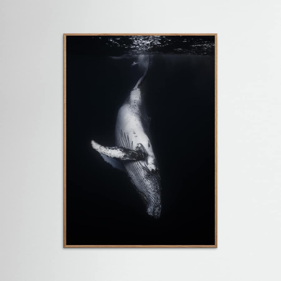Black Whale Poster
