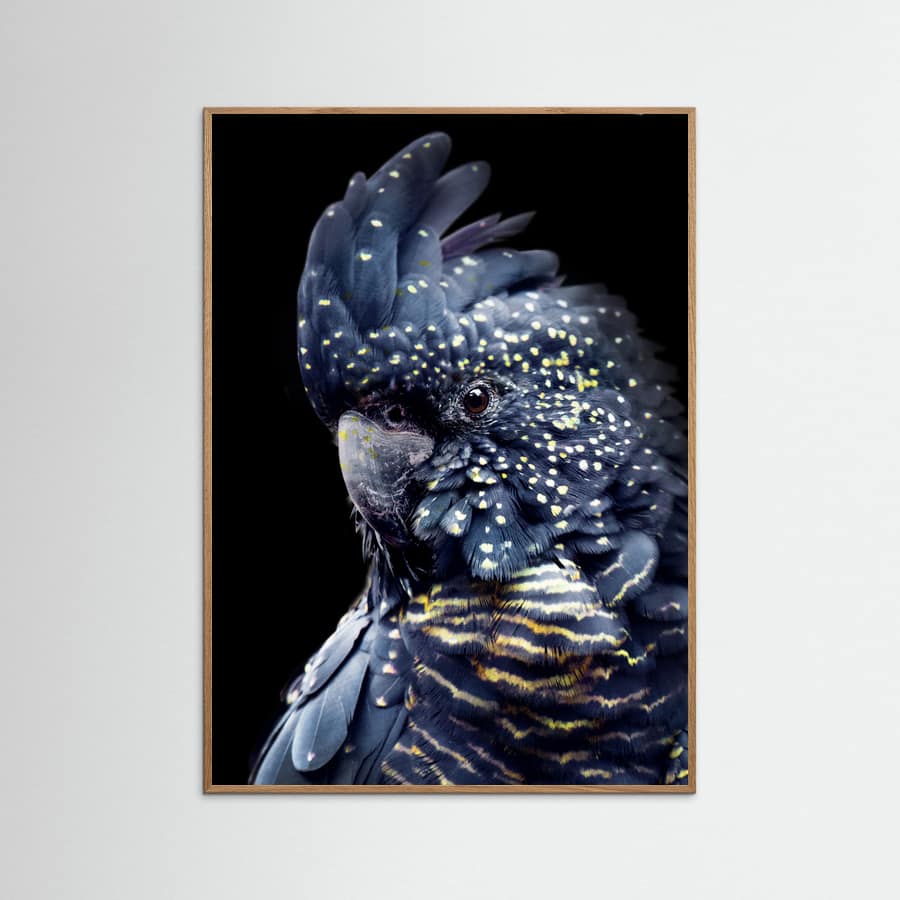 Blackcockatoo2 Poster – plakat og kunsttryk