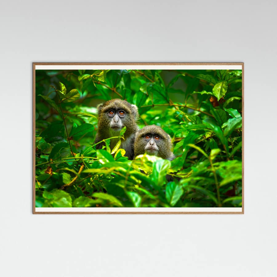 Plakat Blue Monkey – plakat i druk artystyczny