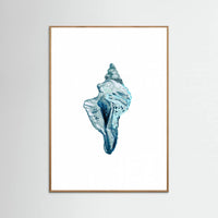 Oak Nature Blue Seashell On White Background No4 Poster