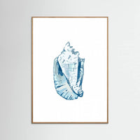 Oak Nature Blue Seashell On White Background No6 Poster