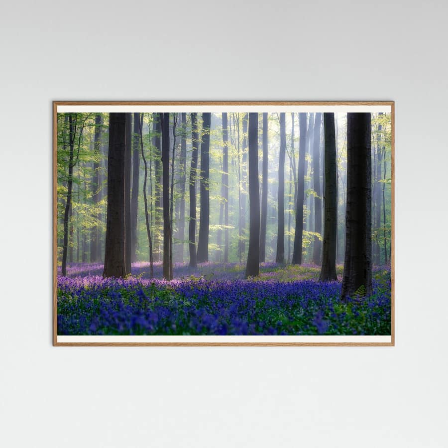Bluebells Poster – plakat og kunsttryk