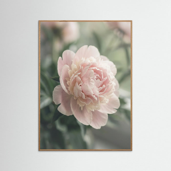 Oak Nature Blush Dahlia