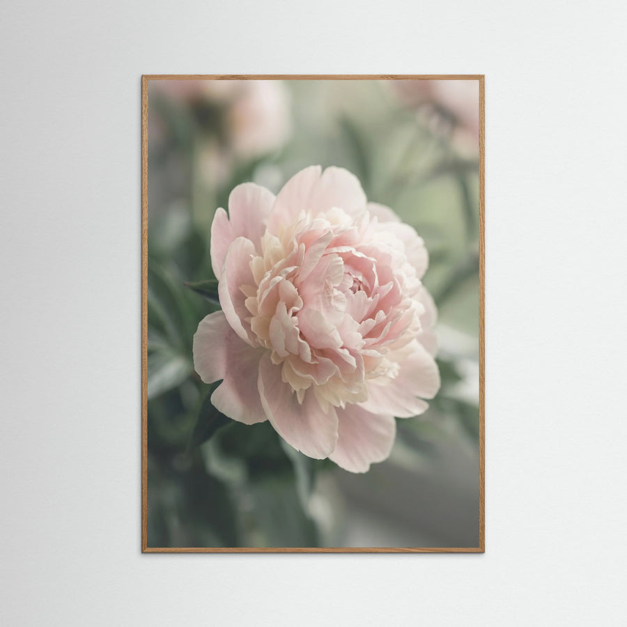 Blush Dahlia