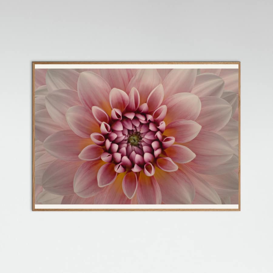 Blush -juliste – juliste ja taidepainatus