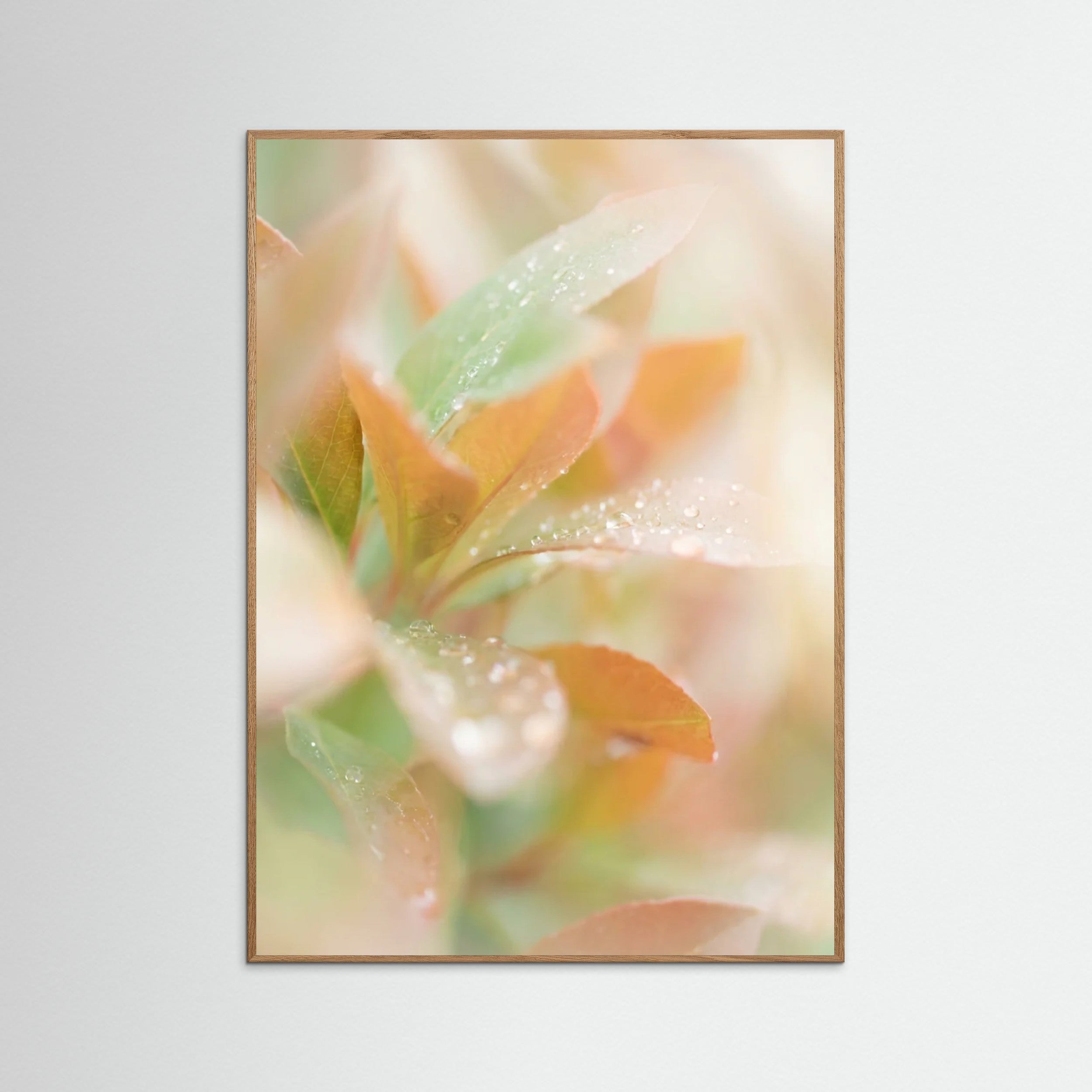 Oak Nature Blushing Bloom