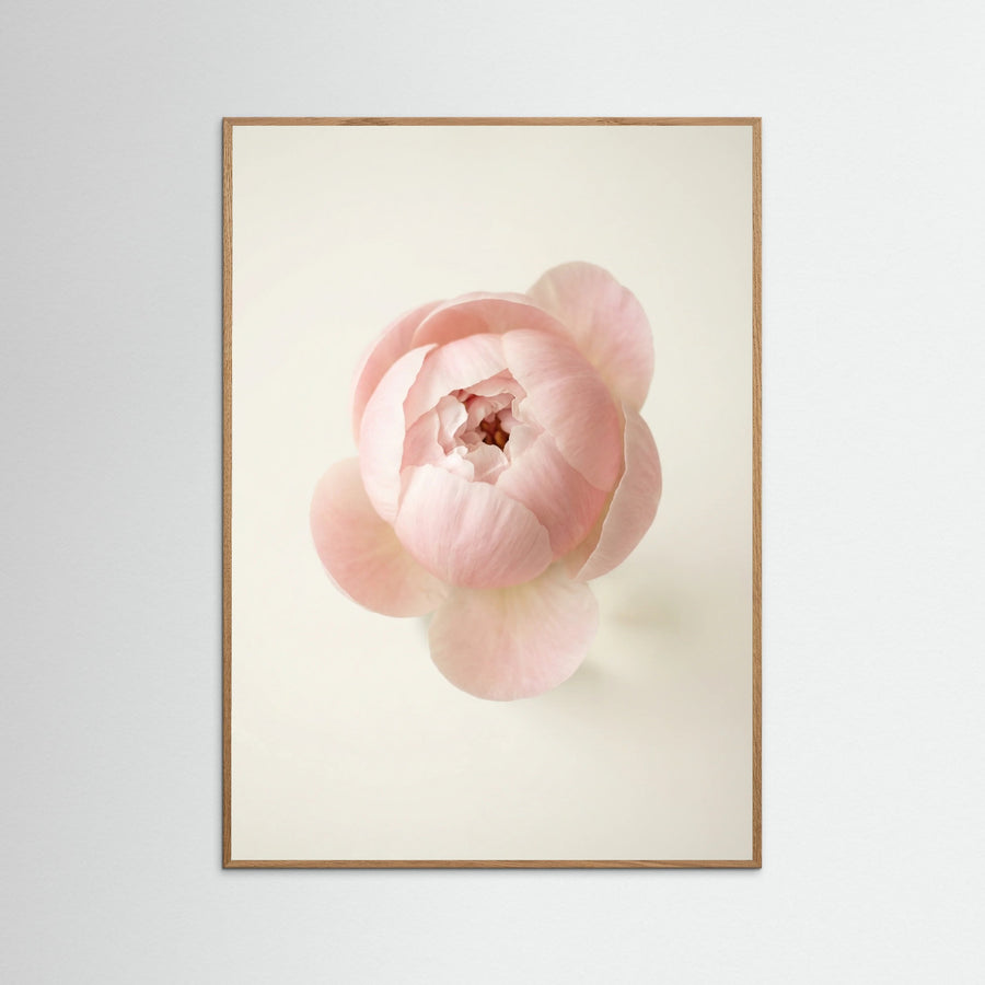 Blushing Blooms