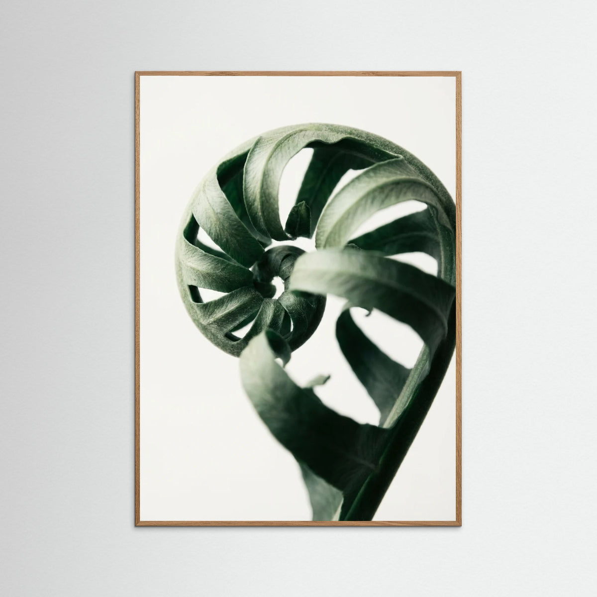 Oak Nature Botanical Serenity