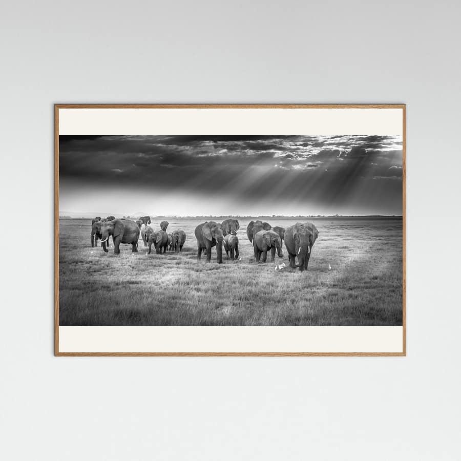 Plakat Breakfast with pachyderms