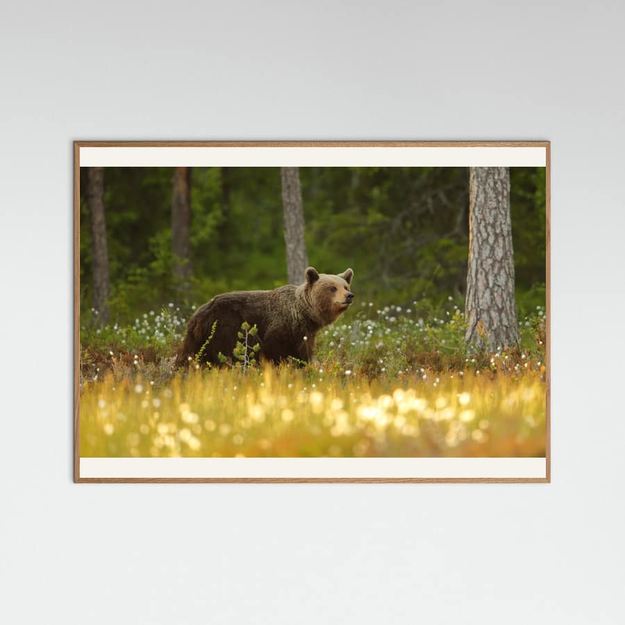 Brown Bear Poster – poster and art print