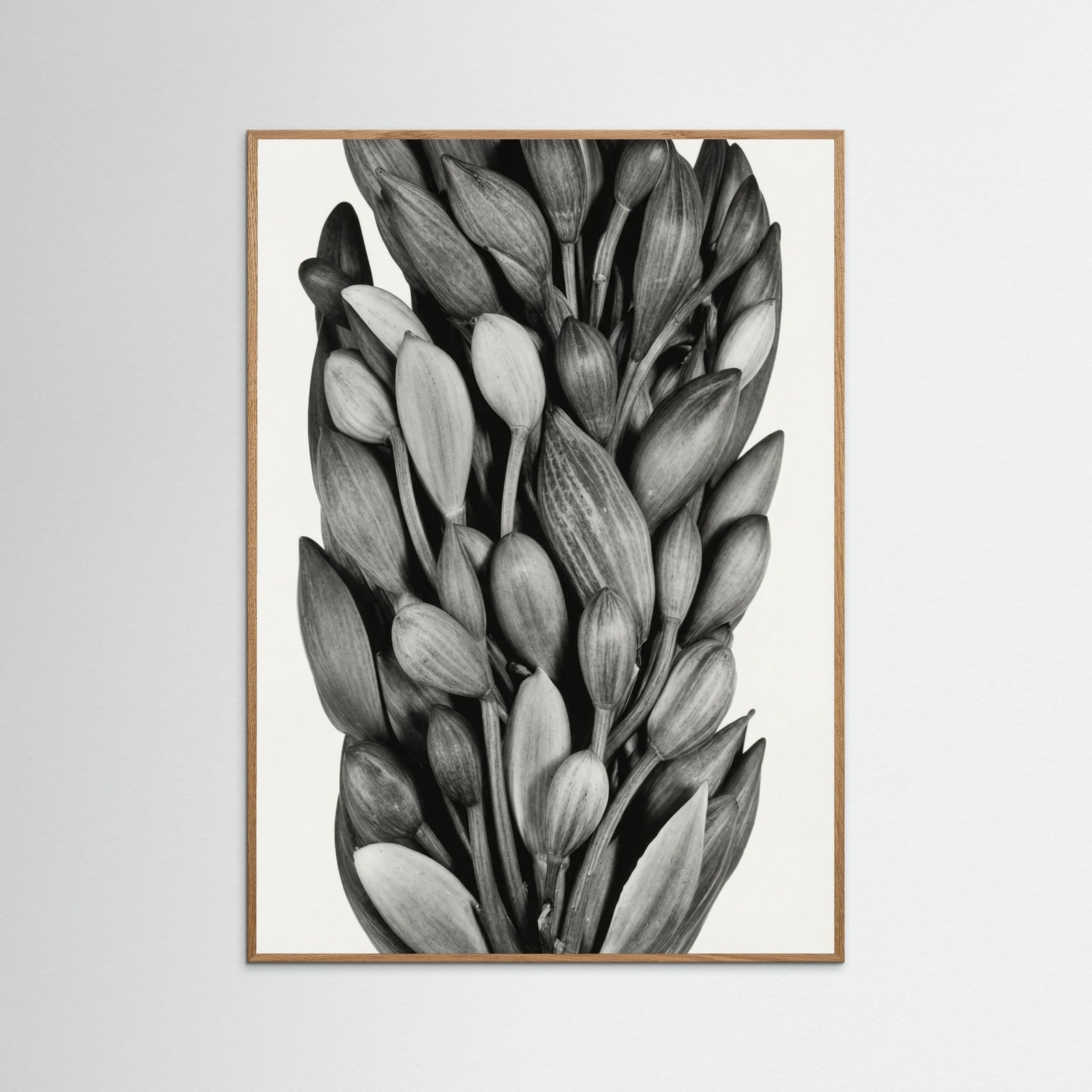 Oak Nature Budding Forms