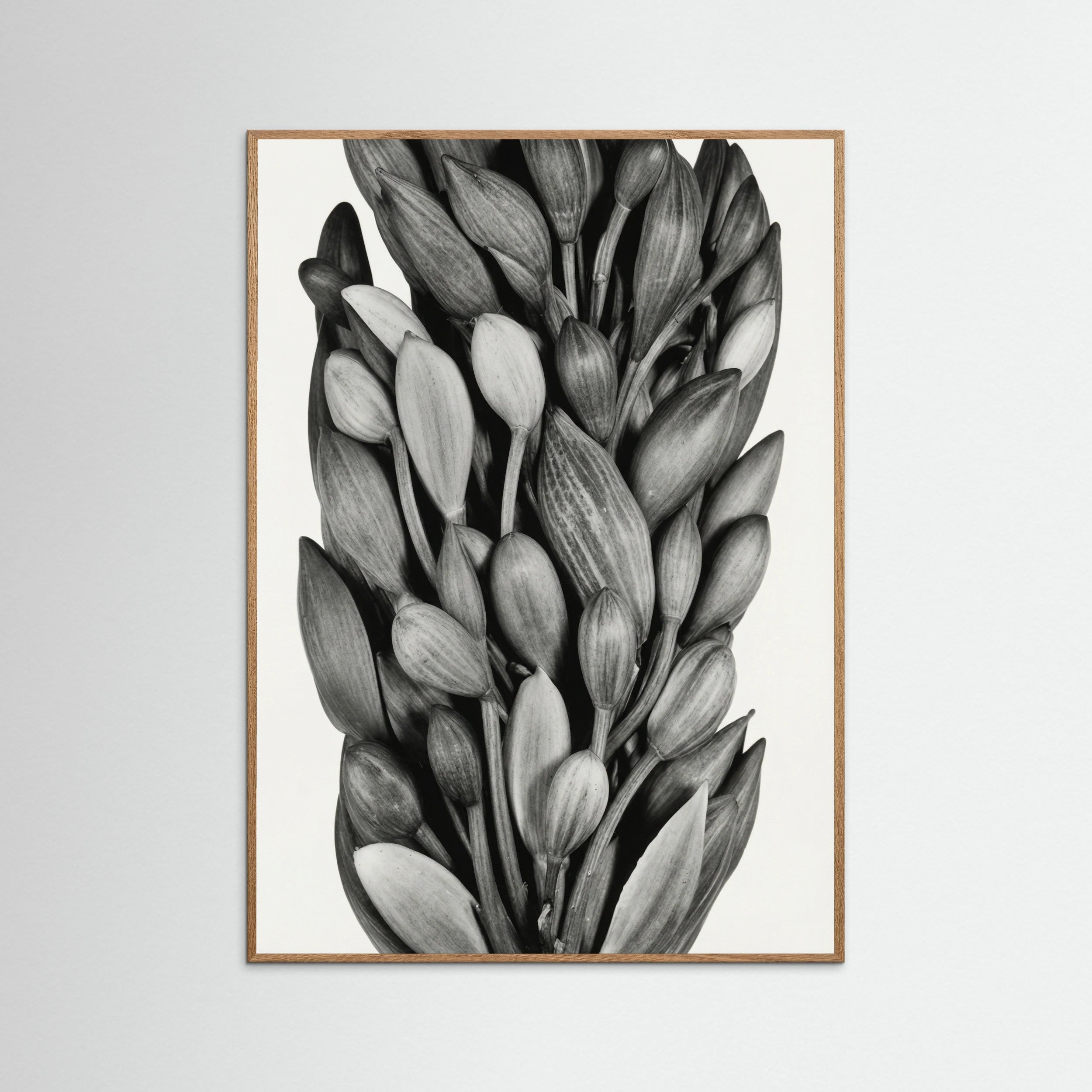 Oak Nature Budding Forms