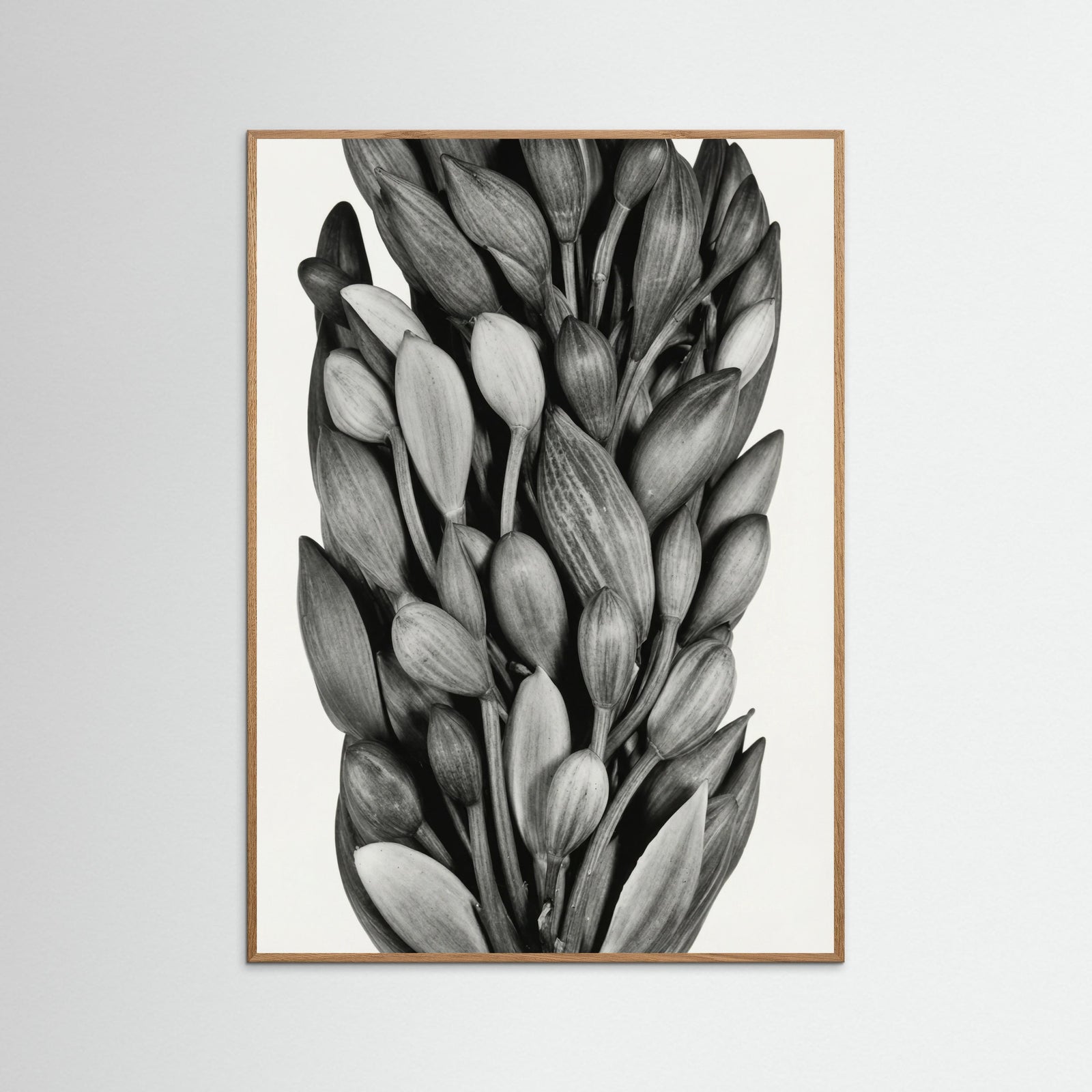 Oak Nature Budding Forms