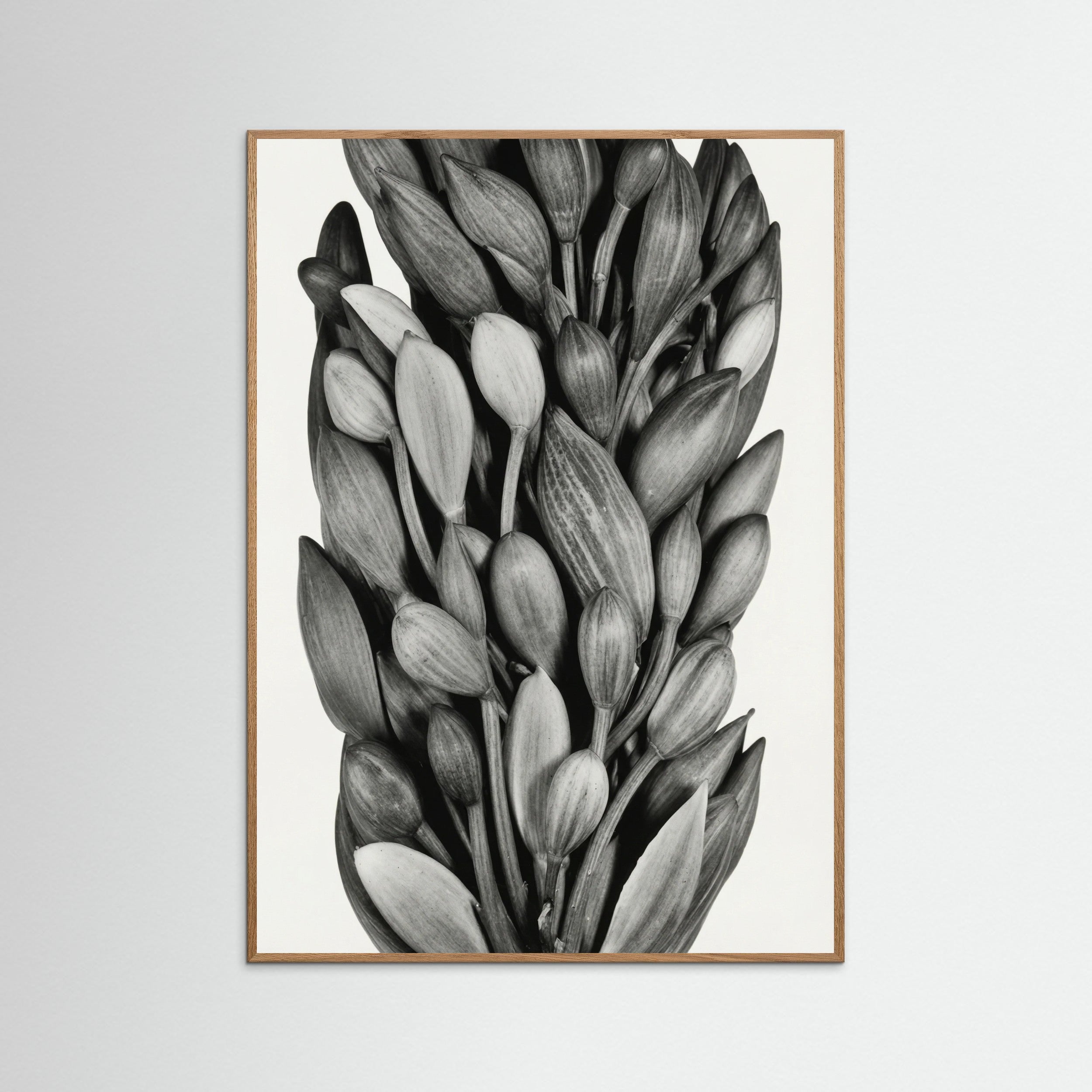 Oak Nature Budding Forms