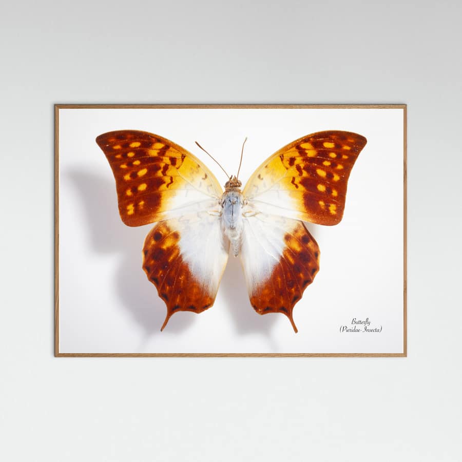 Butterfly - 4 Poster