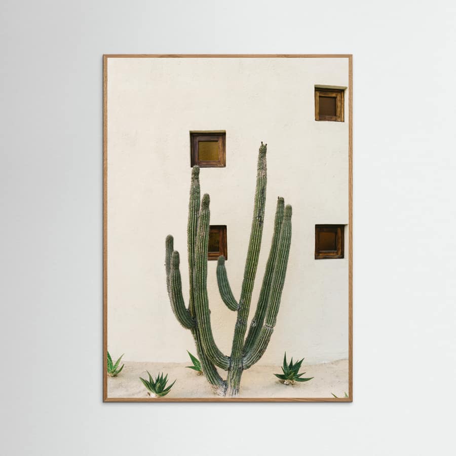 Cabo Cactus IX Poster