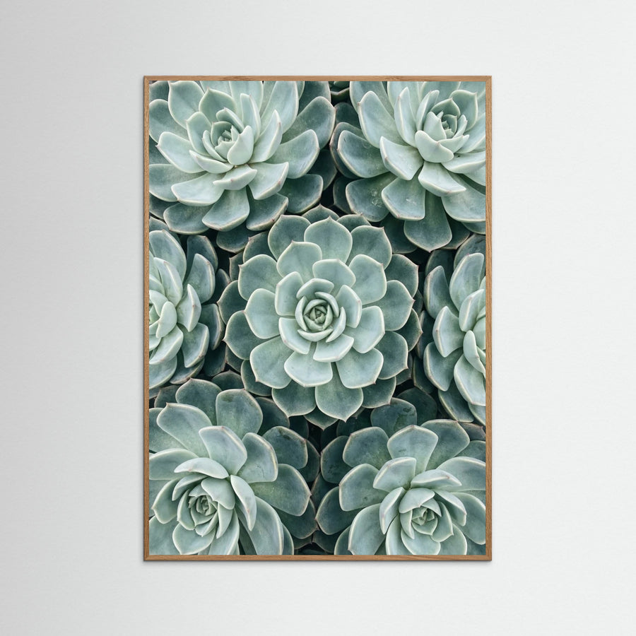 Cactus Array
