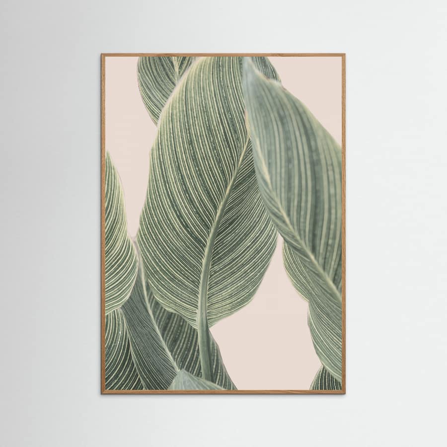 Calla Leaf Poster