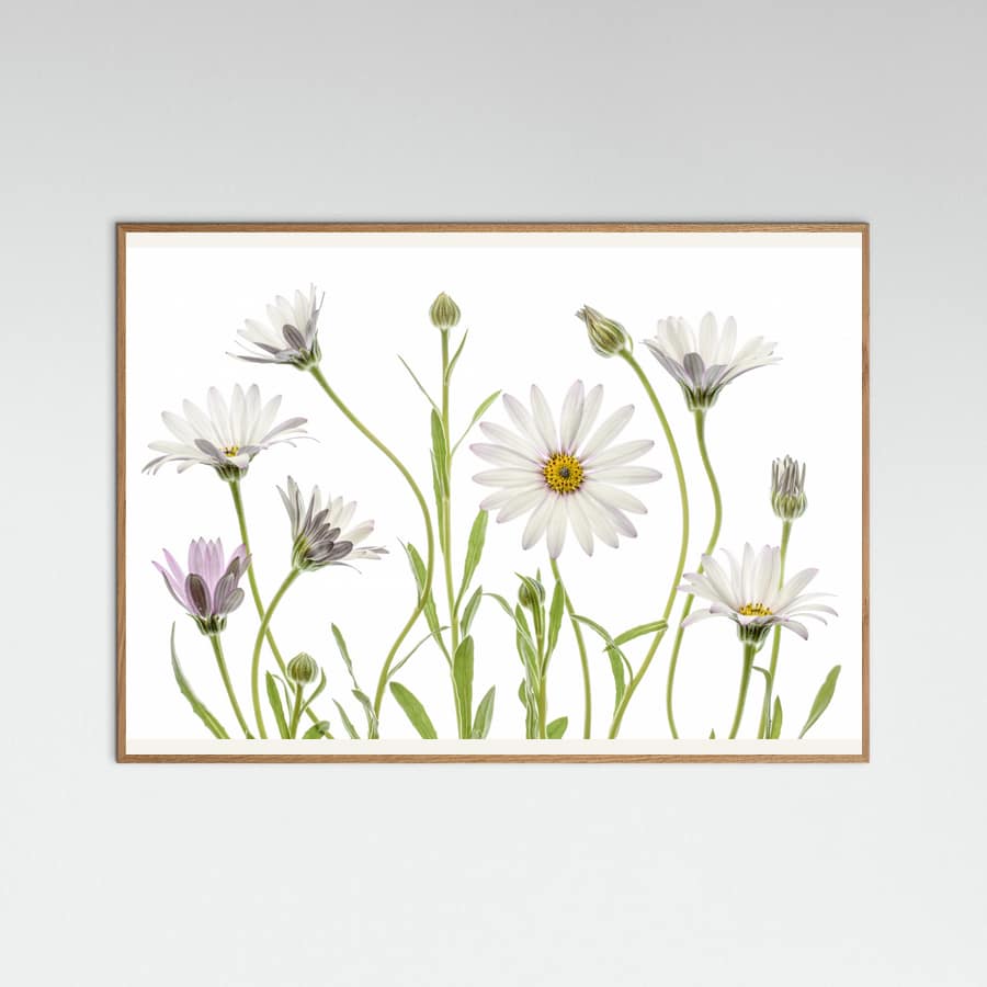 Cape Daisies Poster – poster and art print