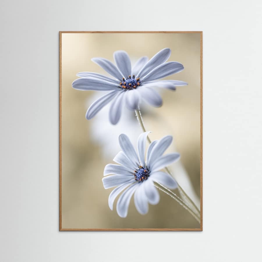 Cape daisies Poster – Poster und Kunstdruck