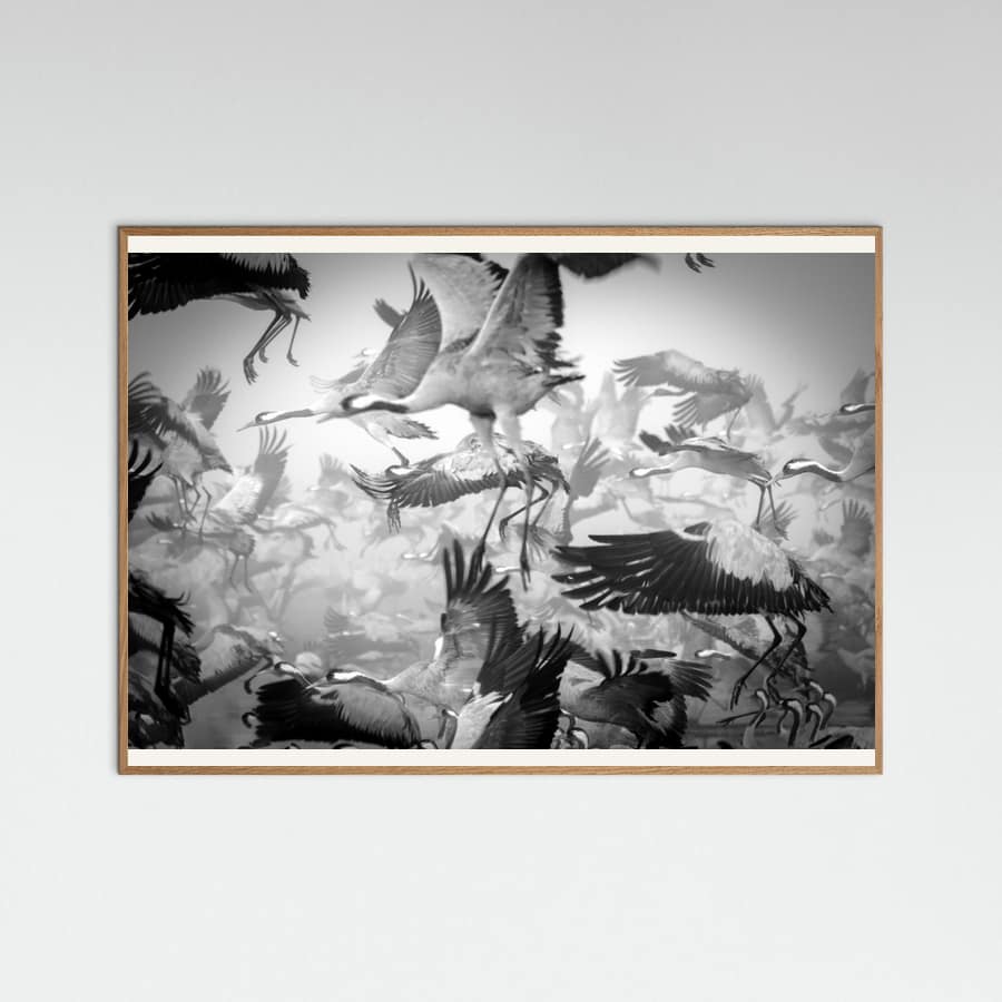 Plakat Chaos