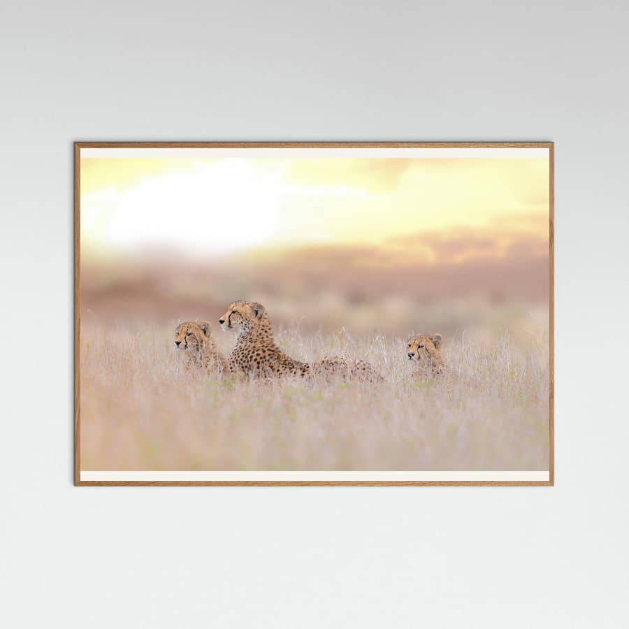 Plakat Cheetah Family – plakat i druk artystyczny