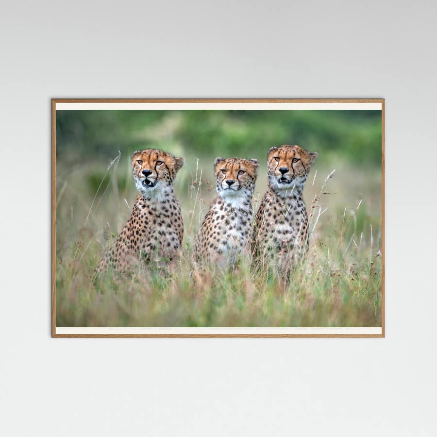 Cheetah cubs -juliste – juliste ja taidepainatus