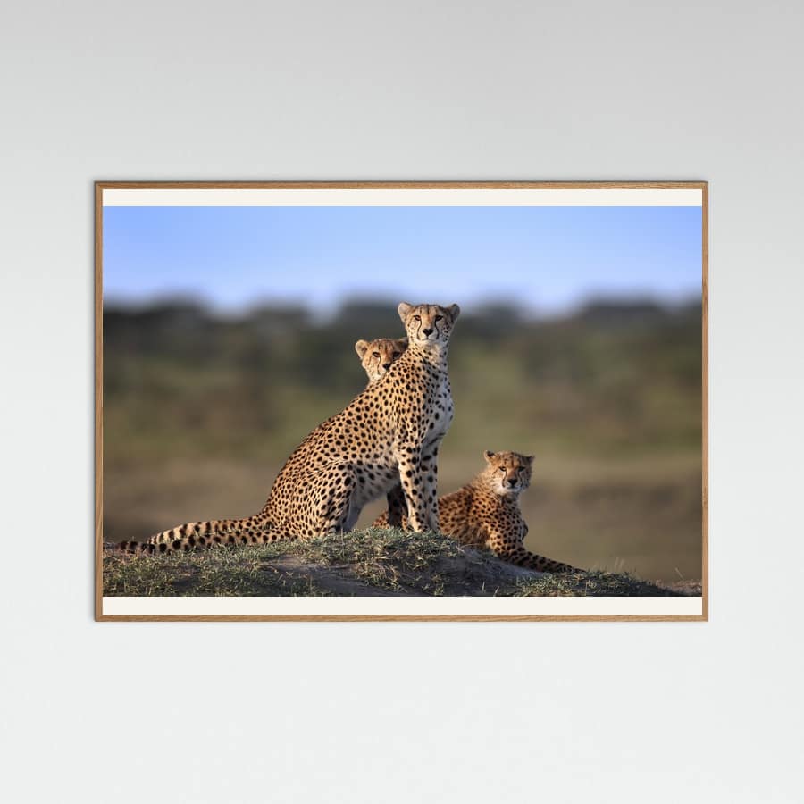 Cheetahs Family -juliste – juliste ja taidepainatus