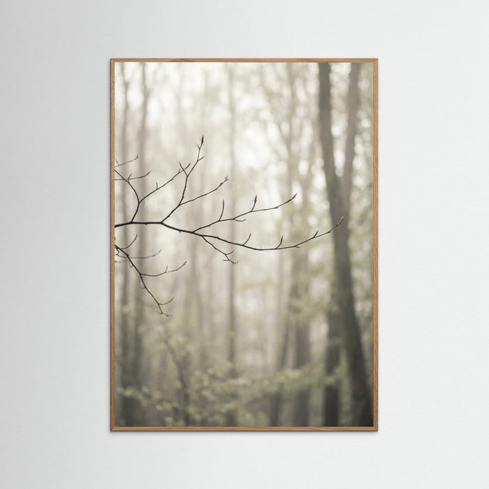 Oak Nature Coastal Serenity