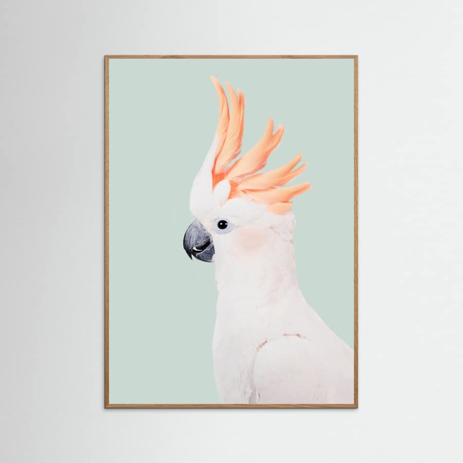 Cockatoo -juliste – juliste ja taidepainatus